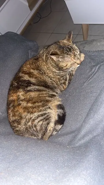 chatte lost   79400 Augé Ruby