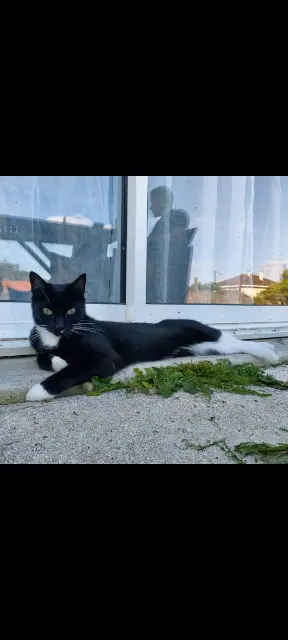 chatte lost   79220 Champdeniers Sila