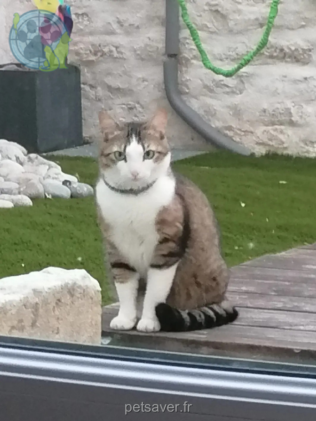 Chatte Perdue 79 Deux-Sèvres - Sox-alias-momo Chatte Perdue 79 Deux-Sèvres - Sox-alias-momo