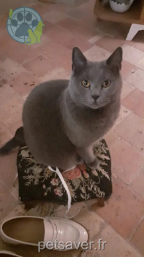 Chatte Perdue 79 Deux-Sèvres - Tess Chatte Perdue 79 Deux-Sèvres - Tess