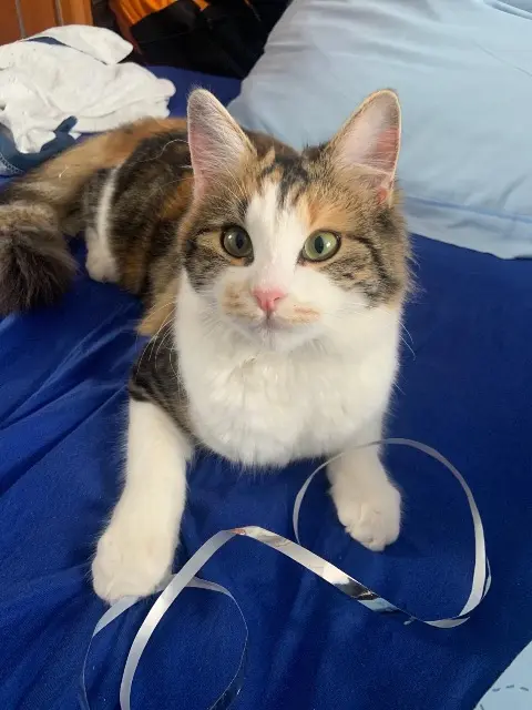 chatte lost   79200 Parthenay Tessy