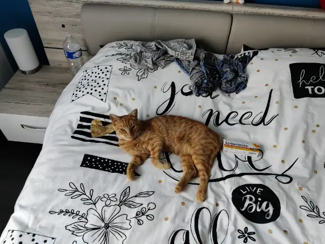 chatte lost   79000 Niort Tigane