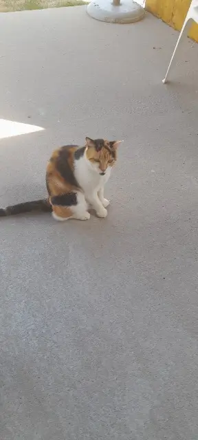 chatte lost   79180 Chauray Trico