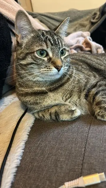 chatte lost   79500 Melle Ulana