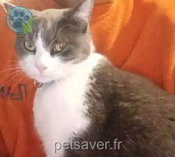 Chatte Perdue 79 Deux-Sèvres - Uthopia Chatte Perdue 79 Deux-Sèvres - Uthopia