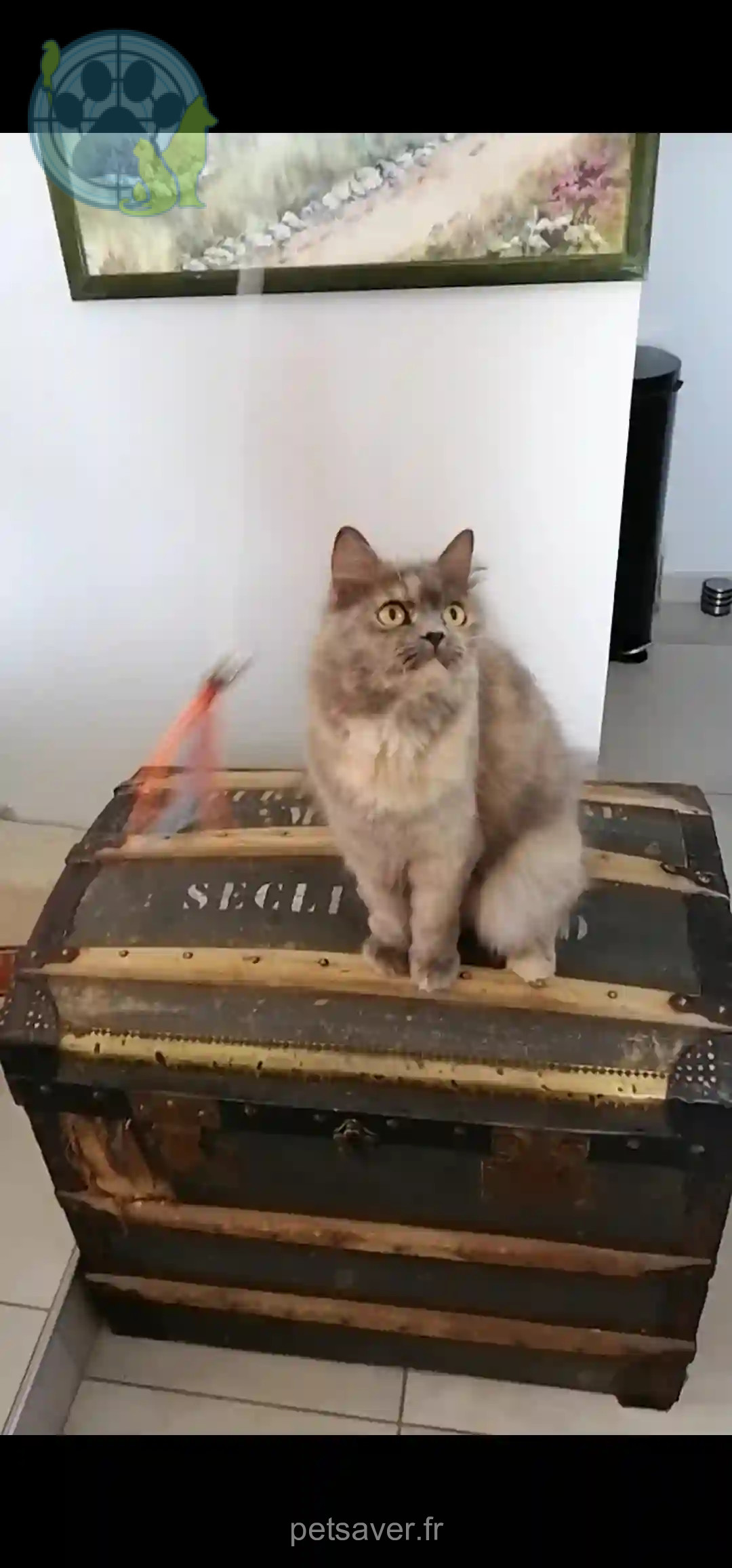 Chatte Perdue 79 Deux-Sèvres - Yaya Chatte Perdue 79 Deux-Sèvres - Yaya