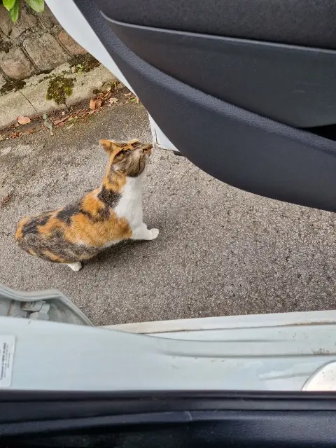 chatte lost    Amiens Bizu