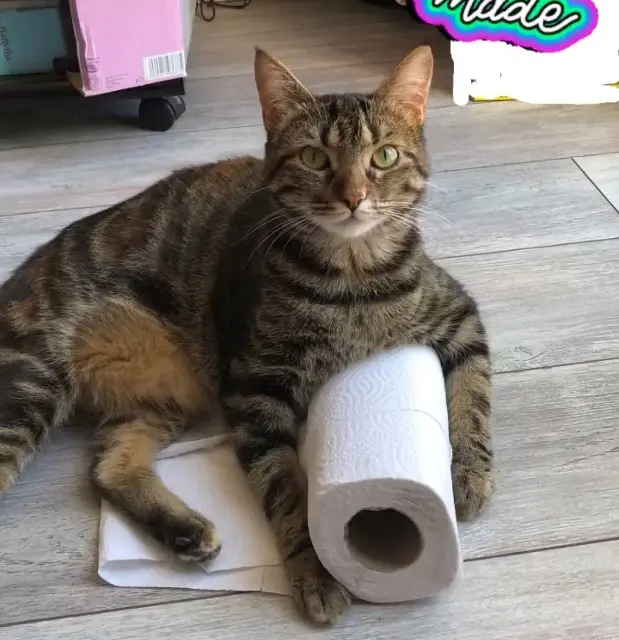 chatte lost    Amiens Charlie