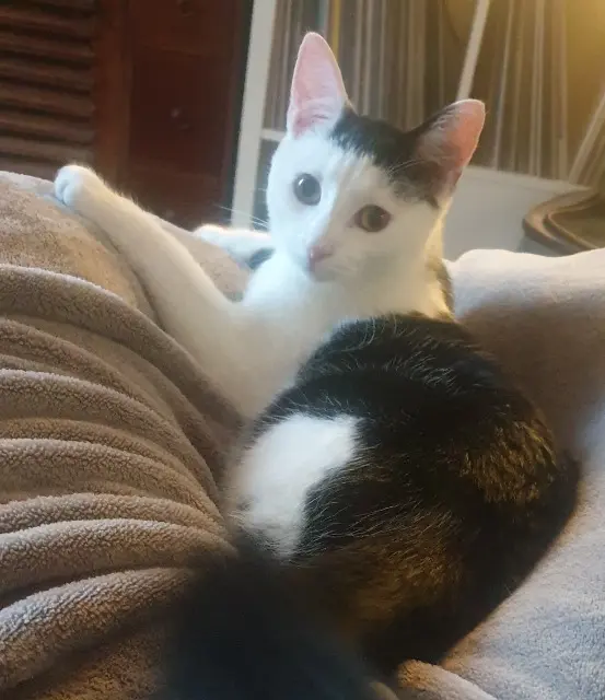 chatte lost    Amiens Crevette