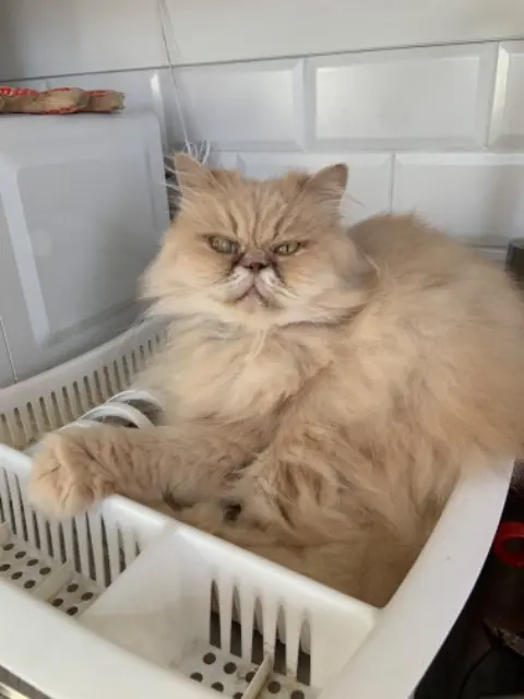 chatte lost    Amiens Elsa