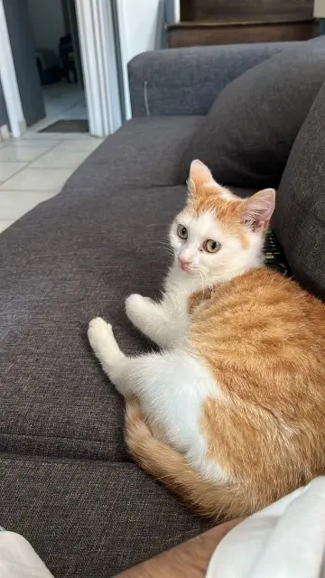 chatte lost    Amiens Helia