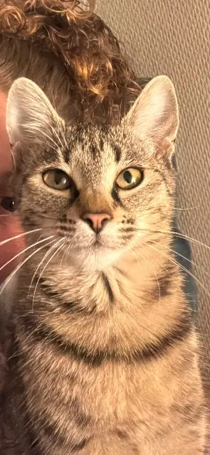 chatte lost    Amiens Jackie