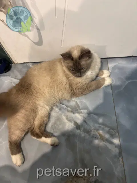 chatte lost   80000 Amiens Kili