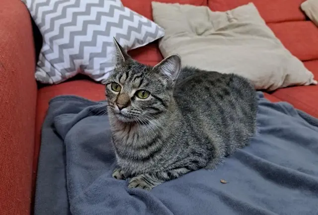 chatte lost    Amiens KIM