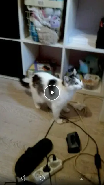 gatta persa Amiens Kitty gatta lost Amiens Kitty