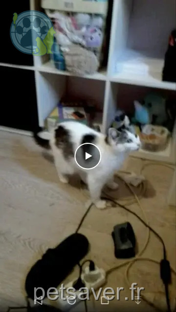 gata perdida Amiens Kitty gata lost Amiens Kitty