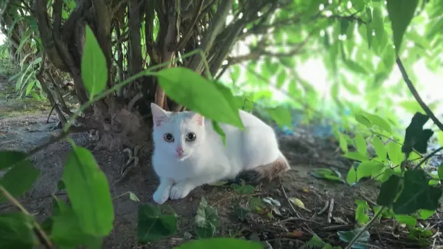 chatte lost    Amiens Lima
