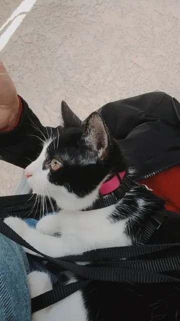chatte lost    Amiens Louna