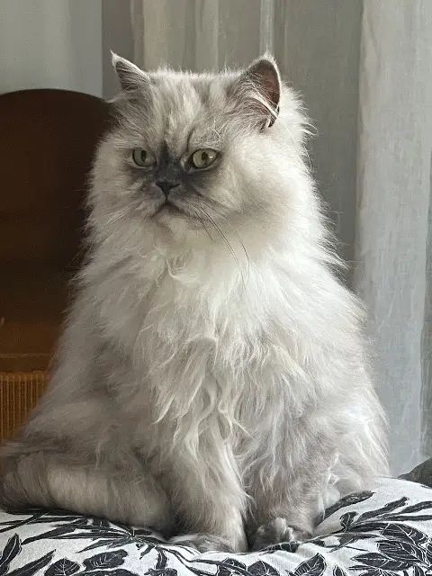 chatte lost    Amiens Mastanie