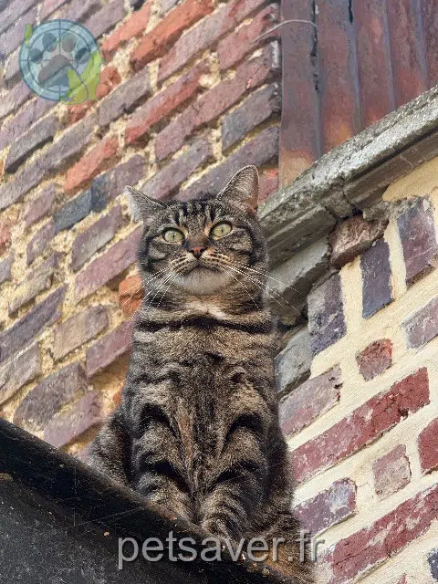 chatte lost    Amiens Minouminou