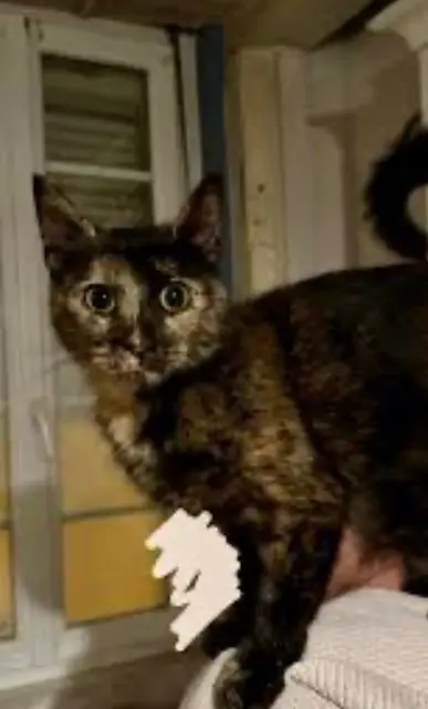 chatte lost    Amiens Nala