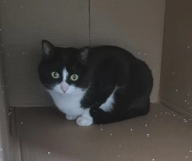 chatte lost    Amiens Nala
