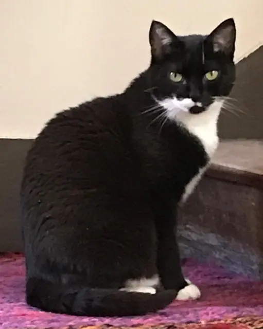 chatte lost    Amiens Nouchka