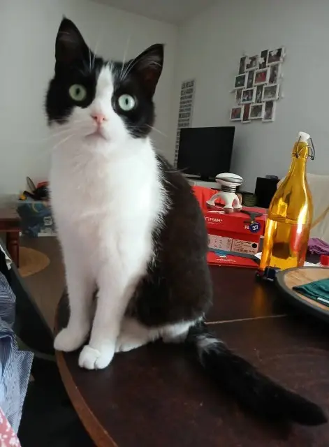 chatte lost    Amiens Paupiette