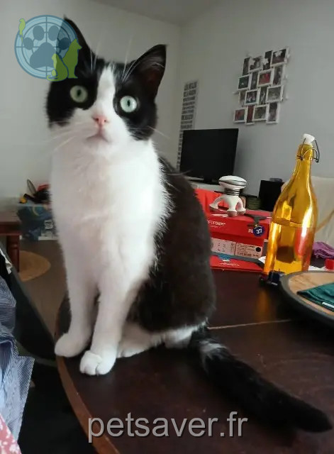 gata perdida Amiens Paupiette gata lost Amiens Paupiette