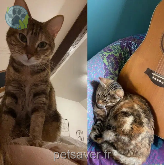 chatte lost    Amiens Perle