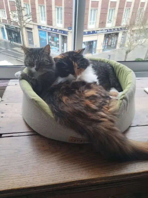 chatte lost    Amiens PRINCESSE
