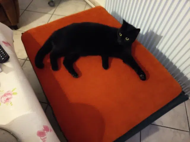 chatte lost    Amiens Salem