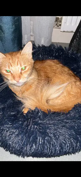 Chatte Perdue 80 Somme Amiens - Shems Chatte Perdue 80 Somme Amiens - Shems