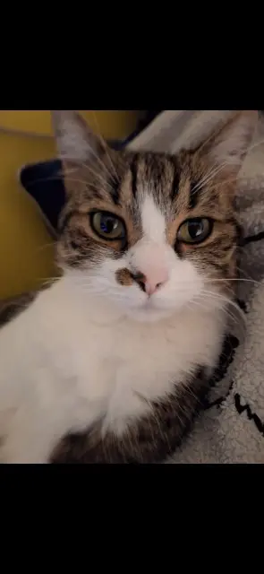 chatte lost    Amiens Sissi