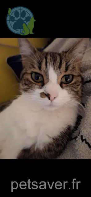 cat lost Amiens Sissi cat lost Amiens Sissi