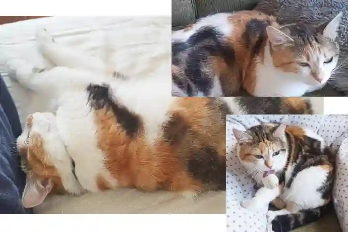 Chatte Perdue 80 Somme Amiens - Stella Chatte Perdue 80 Somme Amiens - Stella