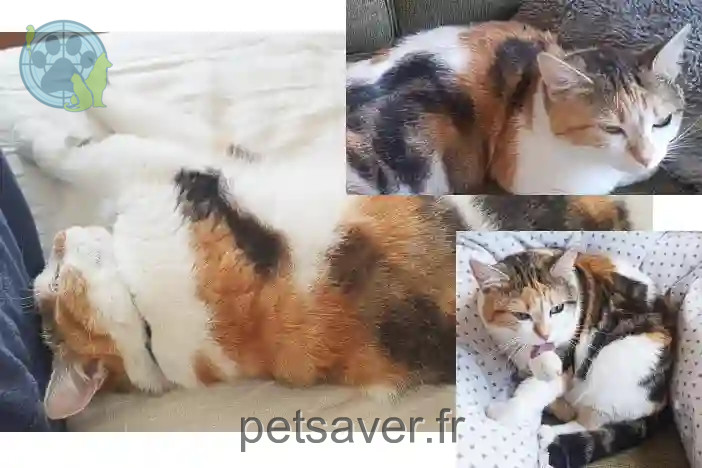 Chatte Perdue 80 Somme Amiens - Stella Chatte Perdue 80 Somme Amiens - Stella