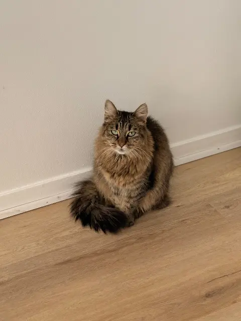 chatte lost    Amiens Tokyo