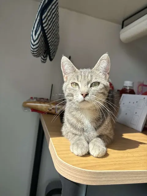 chatte lost    Amiens Vaina