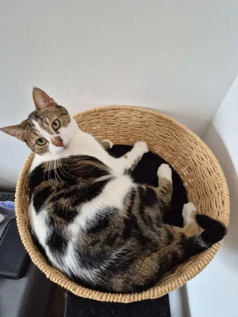 Katze vermisst Amiens Vanille Katze lost Amiens Vanille