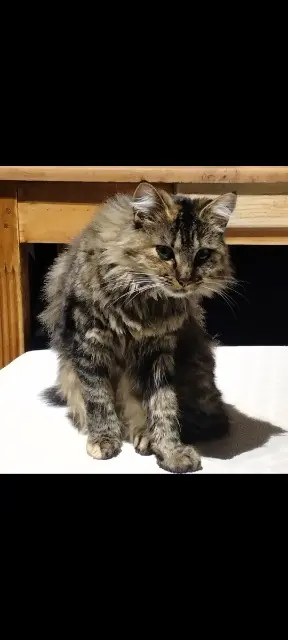 chatte lost    Amiens Vicky