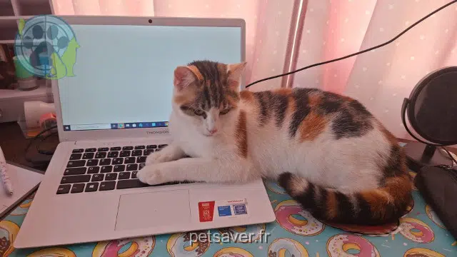 chatte lost   80390 Nibas Arya