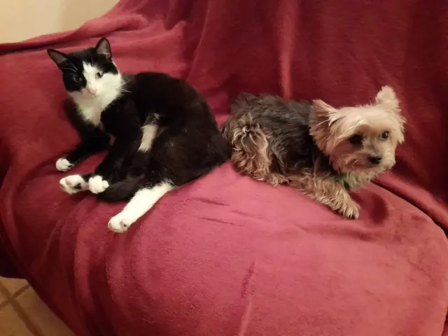 chatte lost   80190 Curchy CALINE