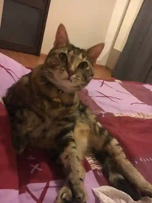Chatte Perdue 80 Somme - Cerise Chatte Perdue 80 Somme - Cerise