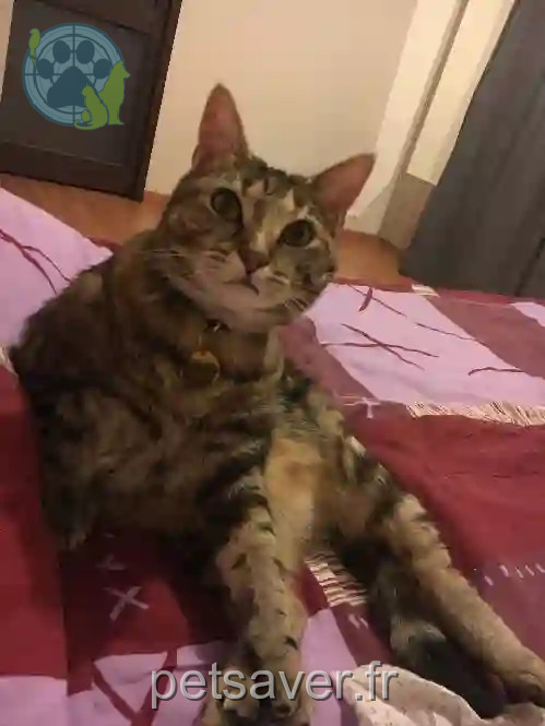 Chatte Perdue 80 Somme - Cerise Chatte Perdue 80 Somme - Cerise