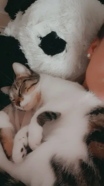 chatte lost   80430 Beaucamps-le-Vieux Chanel