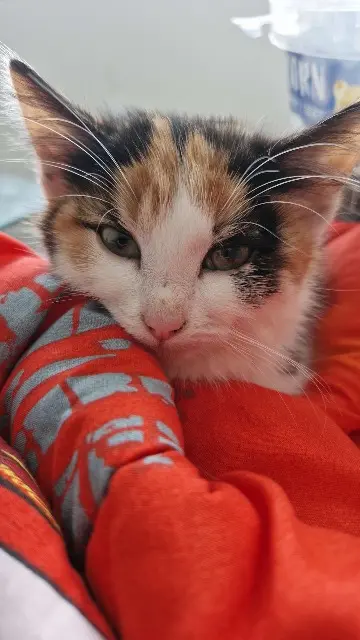 chatte lost   80400 Esmery-Hallon Chipie