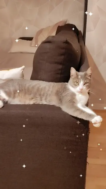 chatte lost   80500 Montdidier Cookie