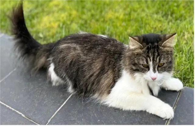 chatte lost   80480 Salouël Dina