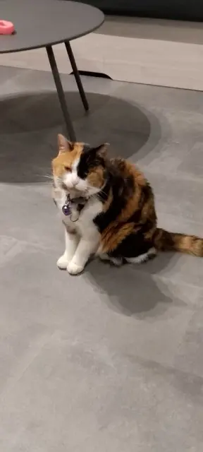 chatte lost   80200 Estrées-Mons Bea